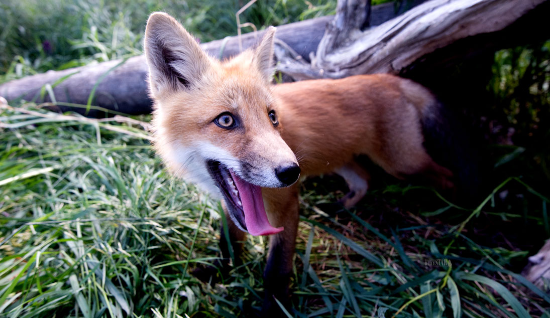 FOX FUND-RAISER CONTINUES