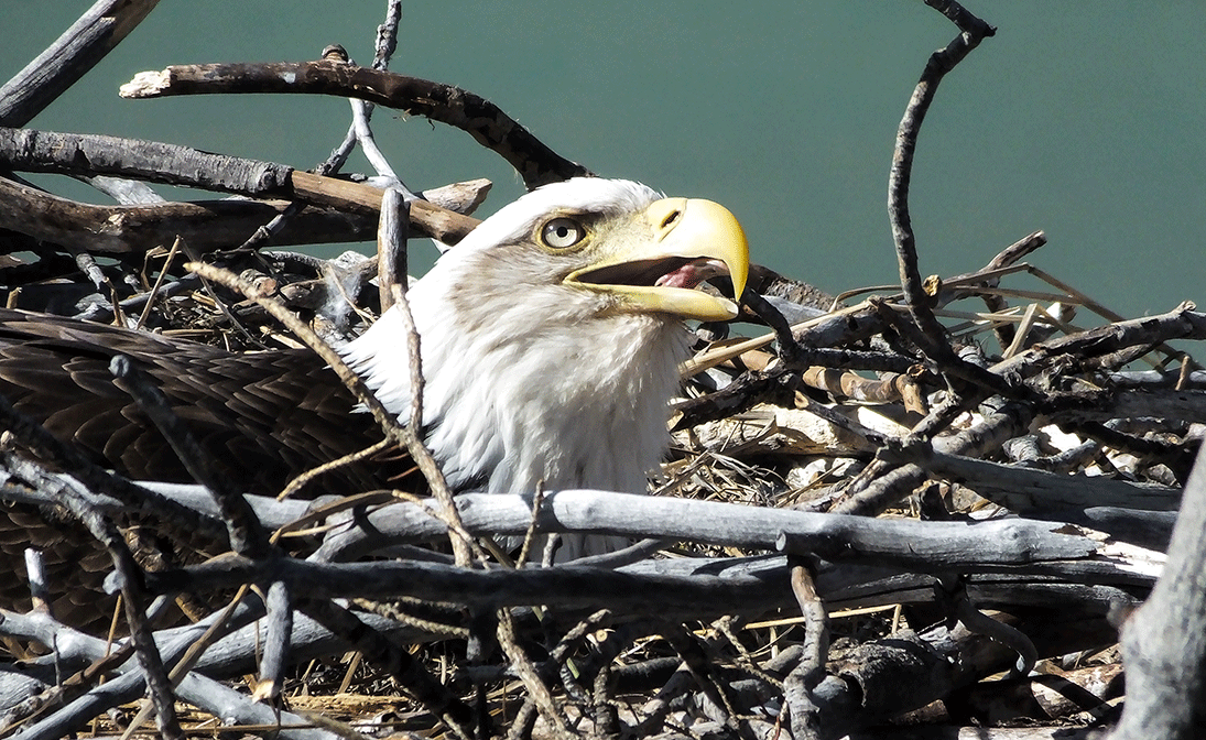 NESTING AND WAITING