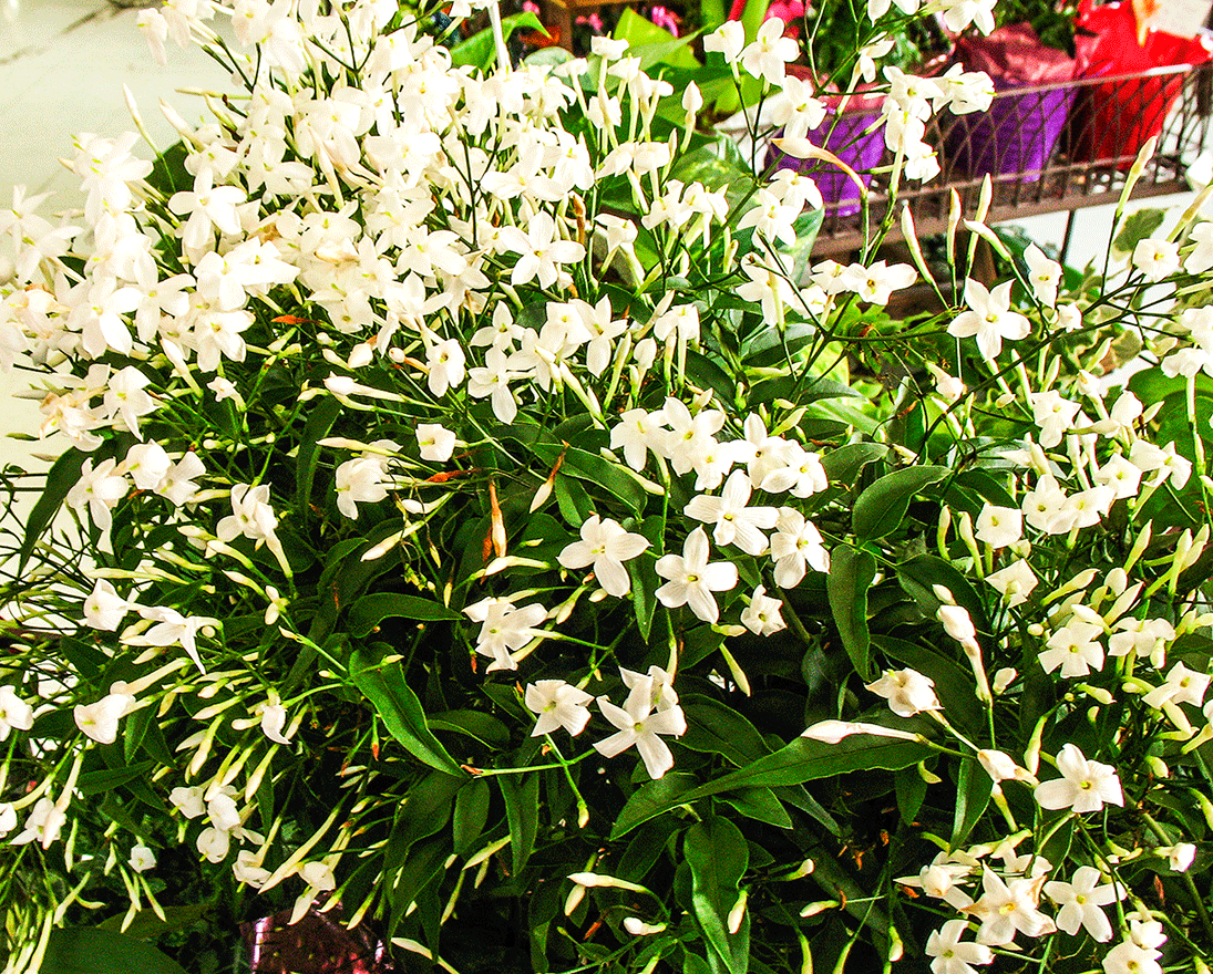 Whitehorse Daily Star A jasmine house plant heralds the summer to come