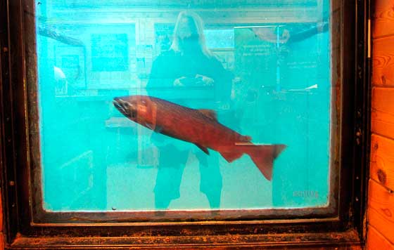 Whitehorse Daily Star Salmon Arrival Is Behind Schedule
