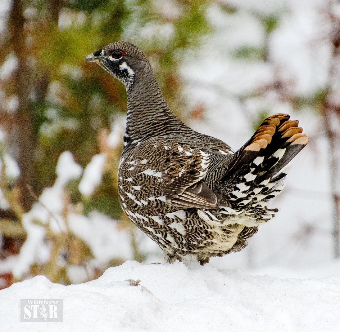 WADDLING INTO WINTER