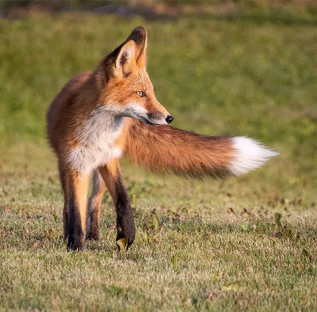 Whitehorse Daily Star: Residents slyly turn tables on thieving foxes