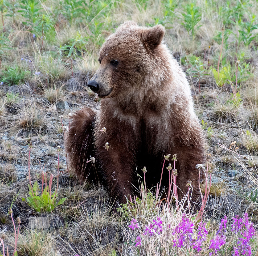 Grizzly Bear Two Weeks Mp3 Download