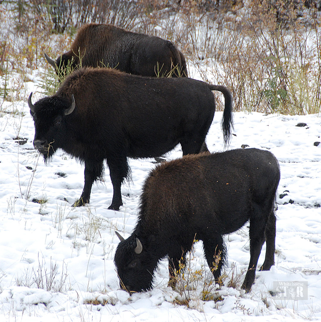 whitehorse-daily-star-bison-hunters-set-a-record