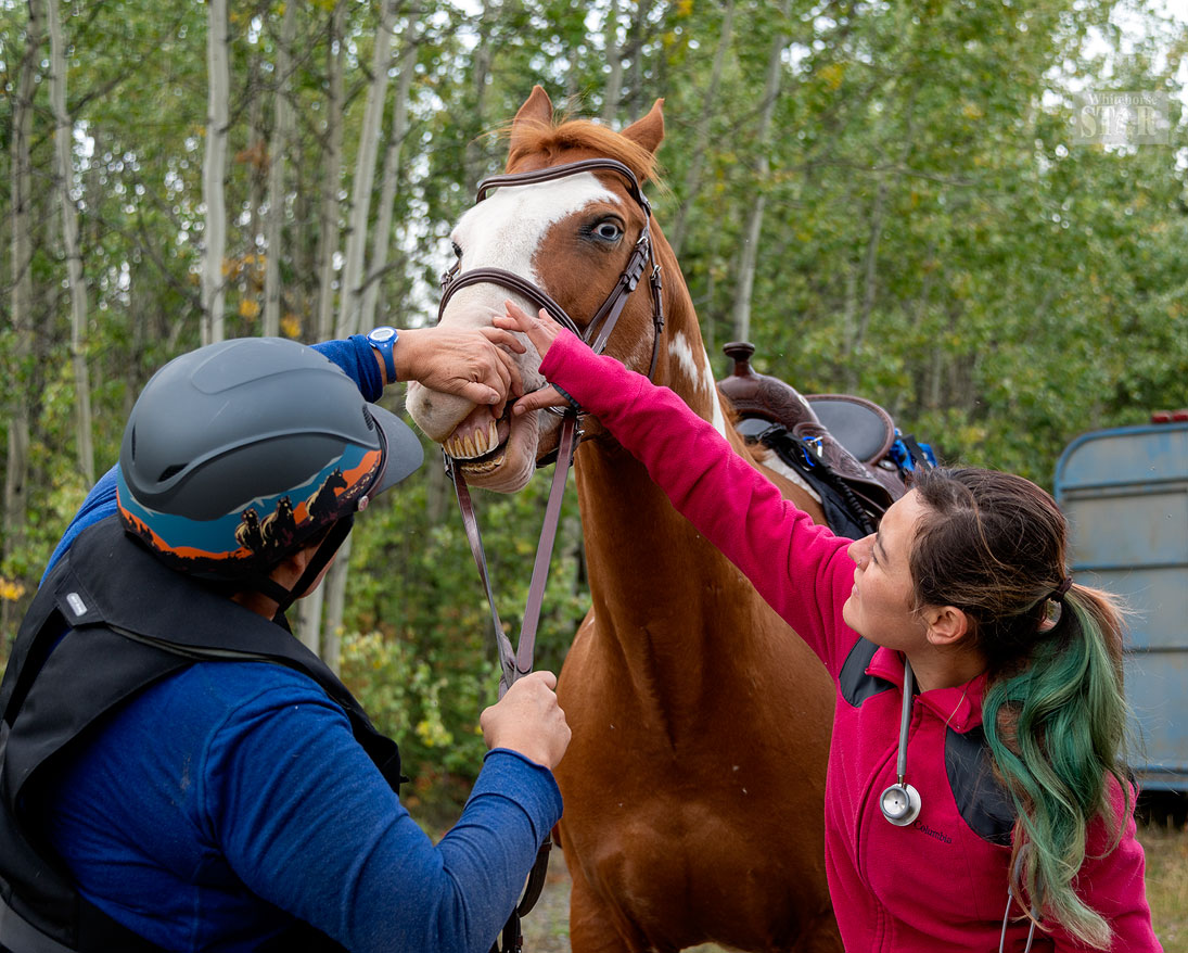 Whitehorse Daily Star: Major's Promise Large Animal Rescue holds endurance  race