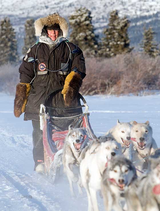 Whitehorse Daily Star Veteran musher plans to run rookie team in Yukon